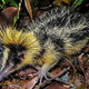 Illustration for article titled This Bizarre Animal Communicates Like No Other Mammal On Earth